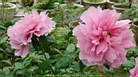 DSC00535.JPG