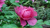 DSC00537.JPG