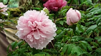DSC00538.JPG