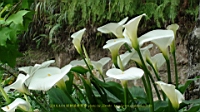 DSC00636.JPG
