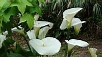DSC00637.JPG