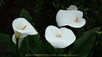 DSC00638.JPG