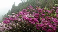 DSC00677.JPG