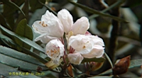 DSC00695.JPG
