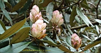 DSC00697.JPG
