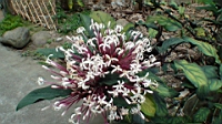 DSC00742.JPG