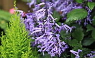 IMG_0287.JPG