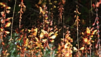 IMG_0340.JPG