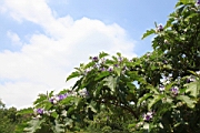 IMG_0436.JPG