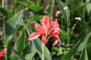 IMG_0442.JPG