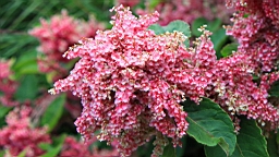 IMG_2056.JPG