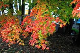 IMG_3982.JPG
