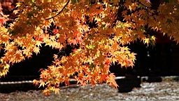 IMG_4039.JPG