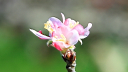 IMG_4082.JPG