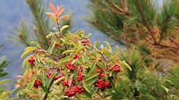 IMG_4135C.JPG