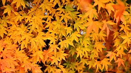 IMG_4151.JPG