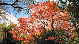 IMG_4215.JPG