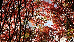 IMG_4950.JPG