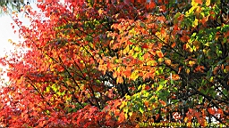 IMG_4956.JPG