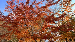 IMG_4964.JPG