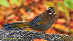 IMG_4984.JPG