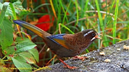 IMG_4989.JPG