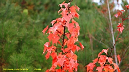IMG_4994.JPG