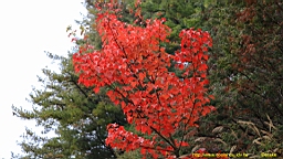 IMG_4998.JPG