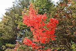 IMG_5005.JPG