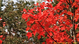 IMG_5006.JPG