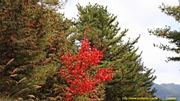 IMG_5007.JPG