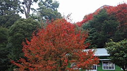 IMG_5020.JPG