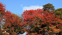 IMG_5033.JPG