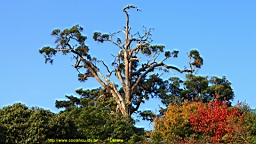 IMG_5035.JPG