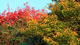 IMG_5041.JPG