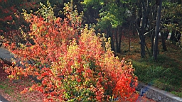 IMG_5101.JPG