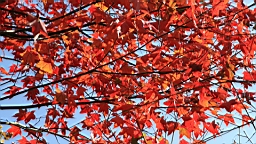 IMG_5119.JPG