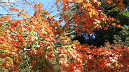 IMG_5120.JPG