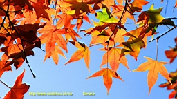 IMG_5121.JPG