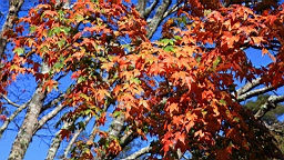 IMG_5122.JPG