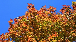 IMG_5123.JPG