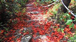 IMG_5146.JPG