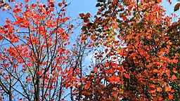 IMG_5150.JPG