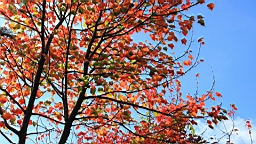 IMG_5151.JPG