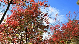 IMG_5152.JPG
