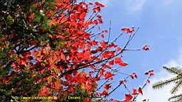 IMG_5154.JPG