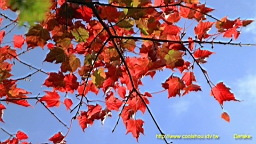 IMG_5155.JPG