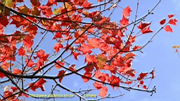 IMG_5156.JPG
