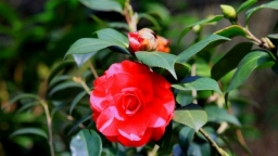 IMG_5385.JPG