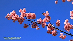 IMG_6155.JPG